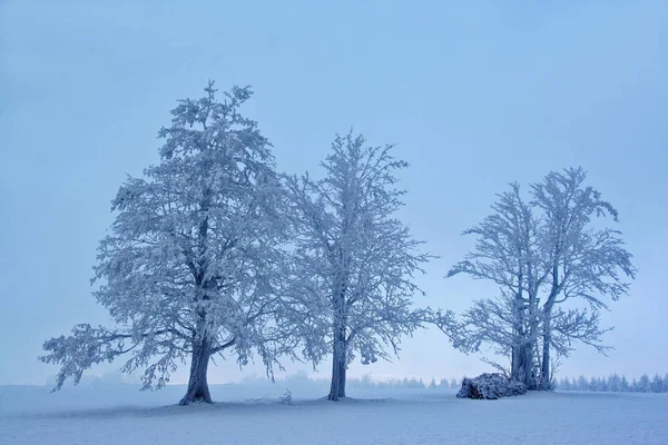 Paisagem Inverno Coberta Neve — Fotografia de Stock