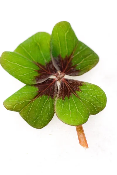 clover leaf, lucky four leaf