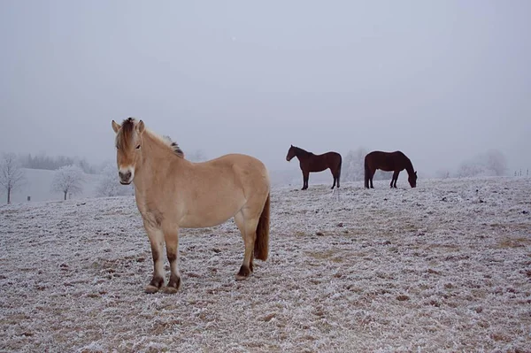 Freien Pferde Weidetiere — Stockfoto