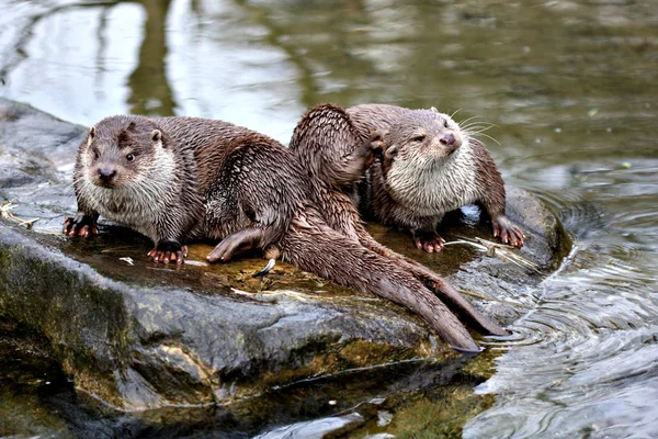 otter, aquatics animal, mammal