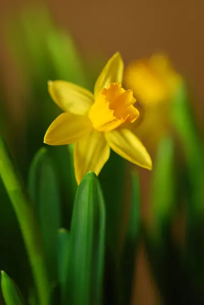 Sarı Bahar Çiçekleri Narcissus — Stok fotoğraf