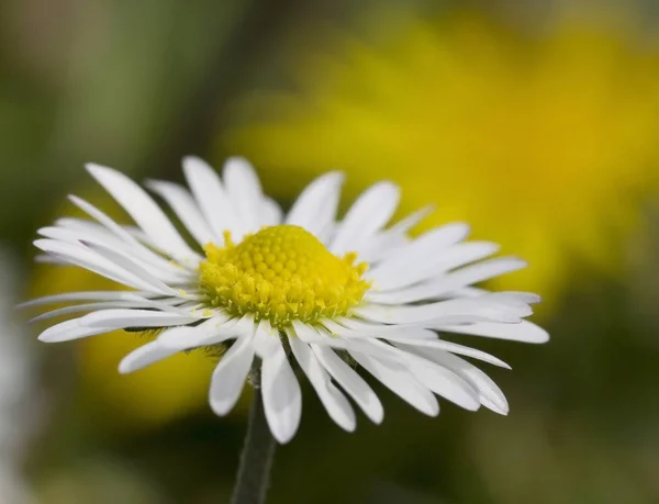 Daisy Full Bloom — Foto de Stock