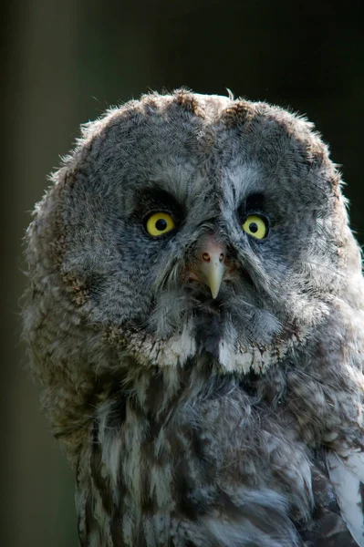 Close Van Schattige Uil Wilde Natuur — Stockfoto