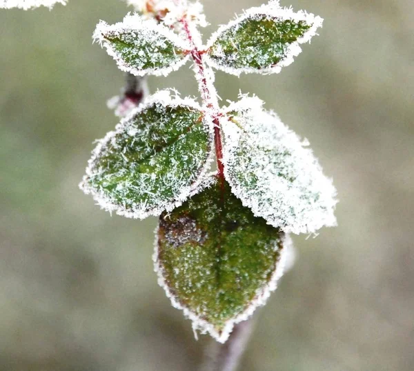 Utsikt Över Vinterscen — Stockfoto