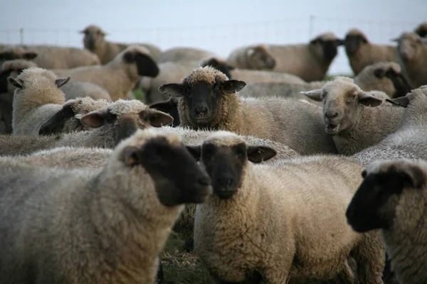 Aussichtsreicher Blick Auf Die Landwirtschaft Auf Dem Land — Stockfoto