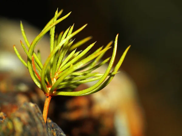 Krásný Botanický Záběr Přírodní Tapety — Stock fotografie