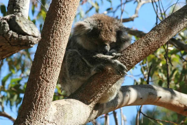 Koala Niedźwiedź Dzika Przyroda Drzewo Zwierzę — Zdjęcie stockowe