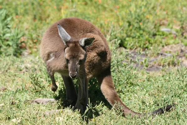 Kangoeroe Het Wild — Stockfoto