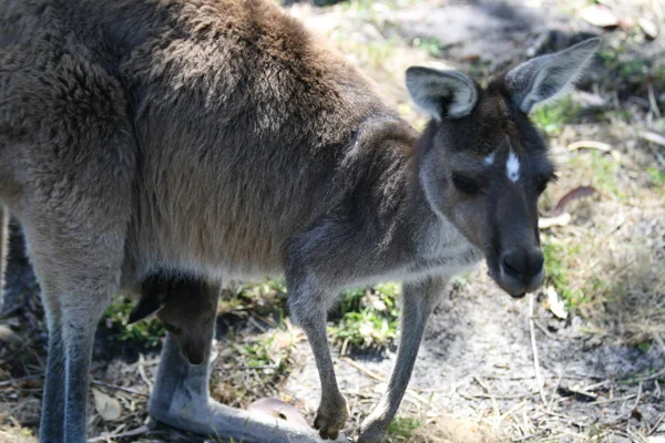 Kenguru Állat Ausztrál Állatvilág — Stock Fotó
