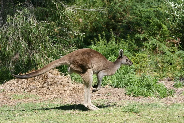 Kangourou Dans Nature Sauvage — Photo