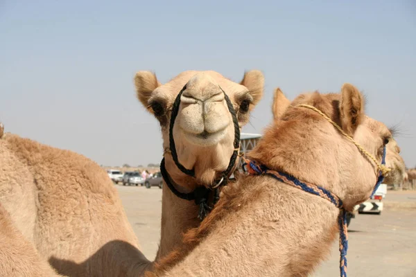 Animal Camelo Comum Fauna Natural — Fotografia de Stock