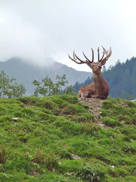 Majestade Nas Montanhas — Fotografia de Stock