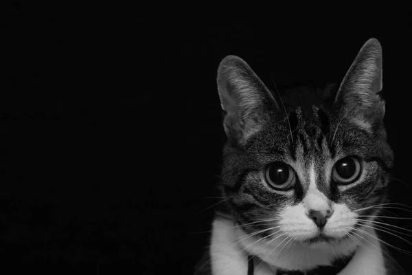 Porträtt Söt Katt — Stockfoto