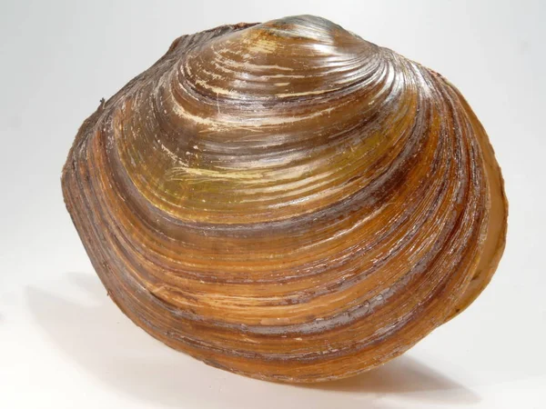 Meeresmuscheln Sommermuscheln — Stockfoto