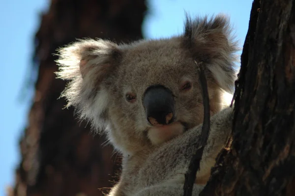 Koala Niedźwiedź Dzika Przyroda Drzewo Zwierzę — Zdjęcie stockowe