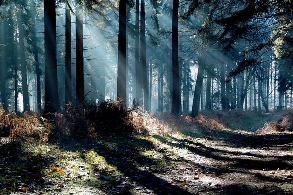 Lange Schatten Winterwald — Stockfoto