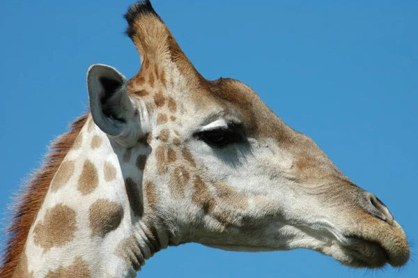 Giraffe Afrikanisches Pflanzenfressendes Säugetier — Stockfoto