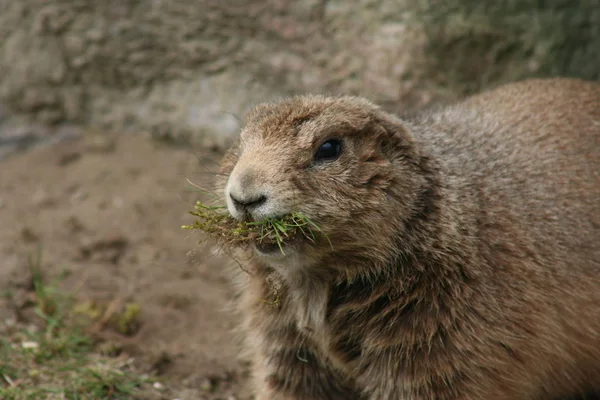 Prairie Dog Grassland Rodent — Stock Photo, Image