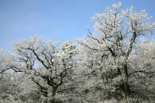 Belle Vue Sur Paysage Hivernal — Photo