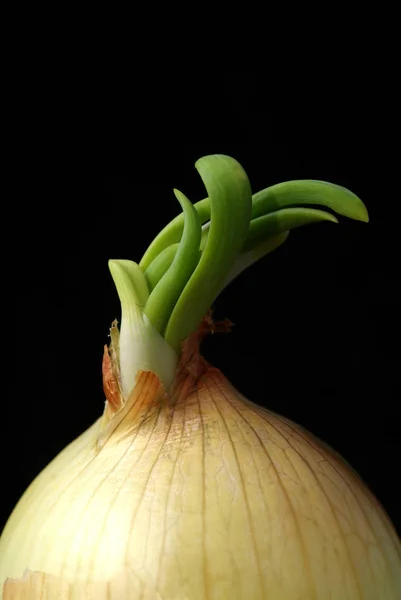 Primo Piano Del Cibo Attenzione Selettiva — Foto Stock