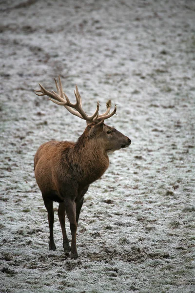 Nature Wildlife Deer Animal Fauna — Stock Photo, Image