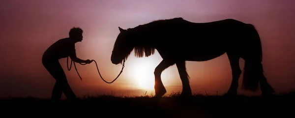 Cavalos Livre Durante Dia — Fotografia de Stock