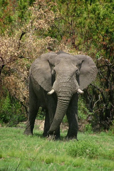 アフリカの哺乳動物象 — ストック写真