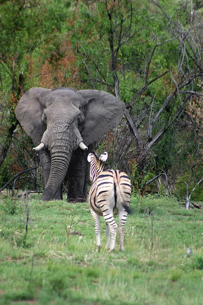 Elefante Animale Animale Africano — Foto Stock