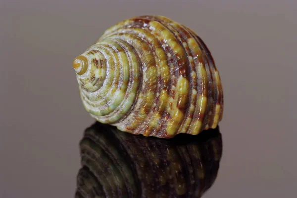 Kleine Schaal Zeer Groot — Stockfoto