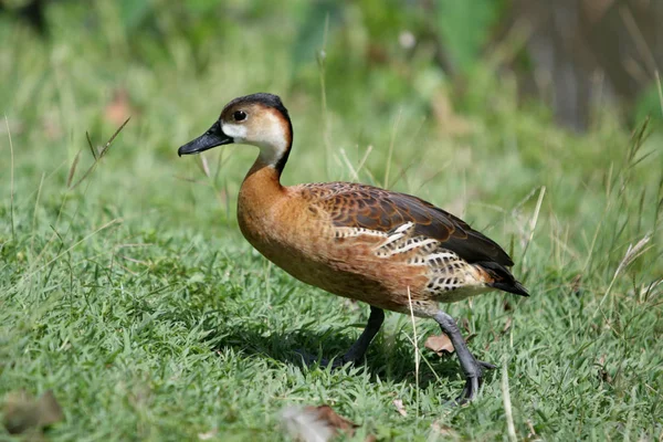 Dendrocygna Liten Anka Gräset — Stockfoto