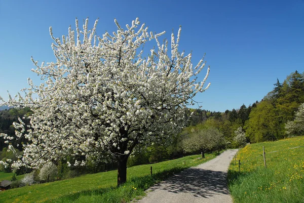 Und Wenn Ich Wüsste Dass Die Welt Morgen Zugrunde Gehen — Stockfoto