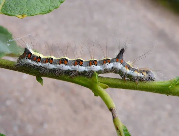 Raupenwurm Naturinsekt — Stockfoto