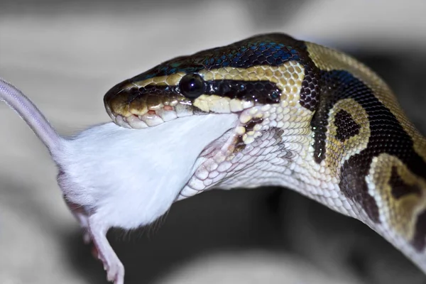Malowniczy Widok Majestatycznego Niebezpiecznego Węża — Zdjęcie stockowe