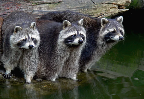 Raccoon Bear Animal Rodent Mammal — Stock Photo, Image