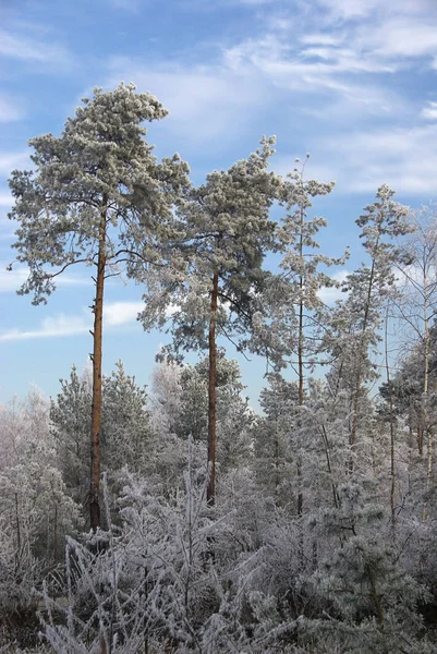 Naturskön Utsikt Över Floran Vildskog — Stockfoto