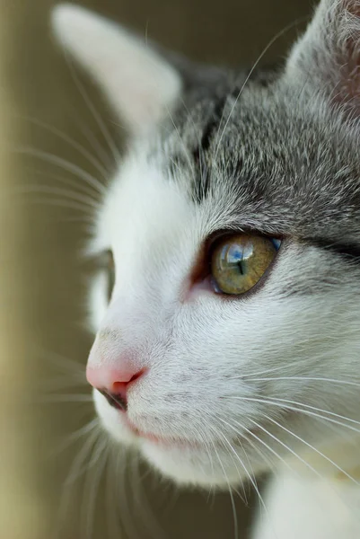 Portrait Cute Cat — Stock Photo, Image