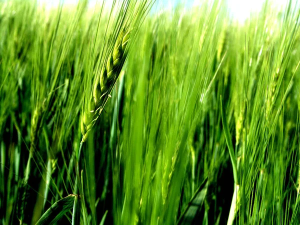 Campo Milho Agrícola Terras Agrícolas — Fotografia de Stock