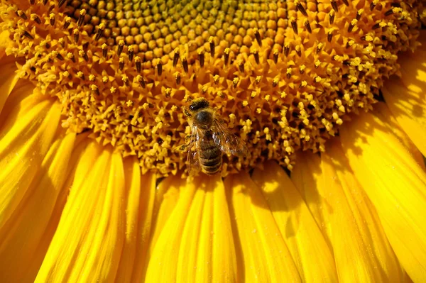 Zonnebloem Close Uitzicht — Stockfoto