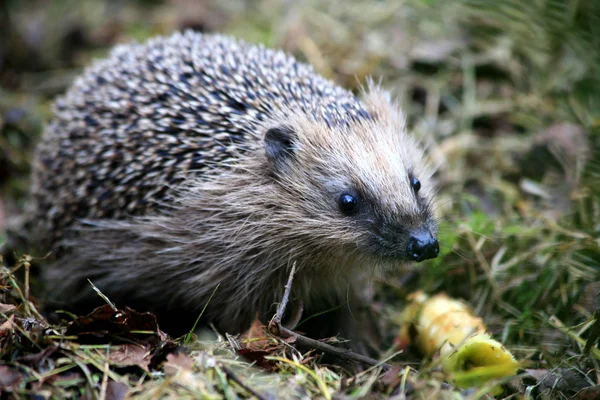 Hedgehog Animal Prickly Needles — Stock Photo, Image