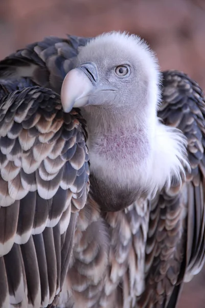 Vogel Thema Schilderachtig Schot — Stockfoto