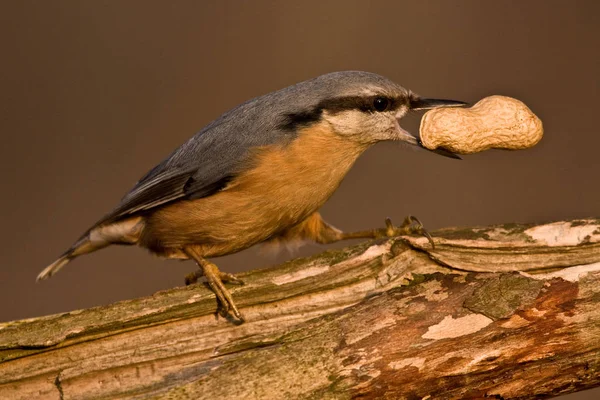 Eurasiatica Nuthatch Uccellino Passeriforme — Foto Stock