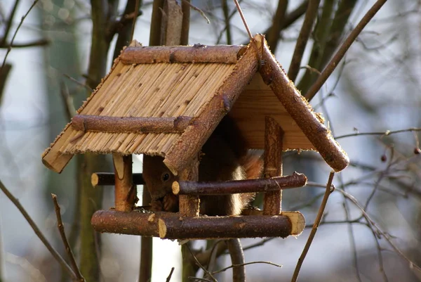 160 Sec Iso 400 Hamburger Vorgarten Vogelfutterhäuschen Von Eichhörnchen Beschlagnahmt — Stockfoto