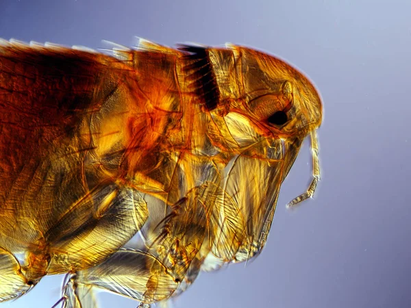 Mikrobiologické Bakteriální Buňky Mikroskopické — Stock fotografie