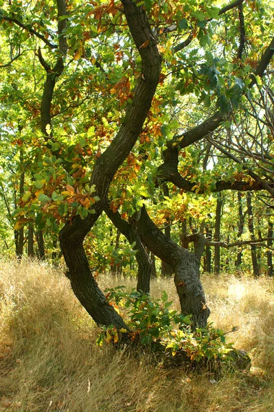 Atmosfera Autumnal Foco Seletivo — Fotografia de Stock