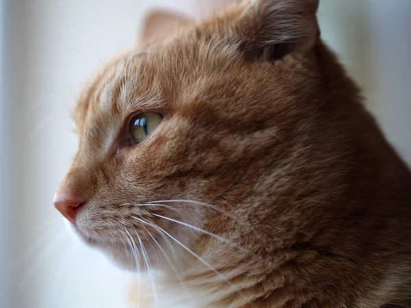 Retrato Lindo Gato — Foto de Stock