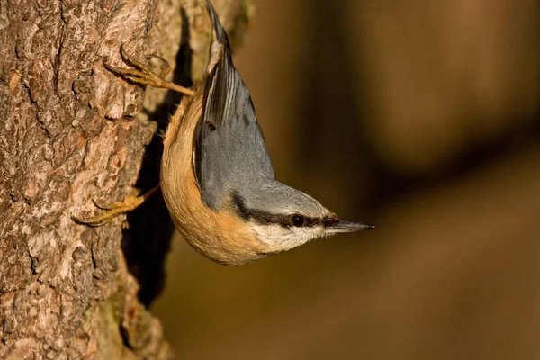 Euraziatische Naaktslak Kleine Zangvogel — Stockfoto