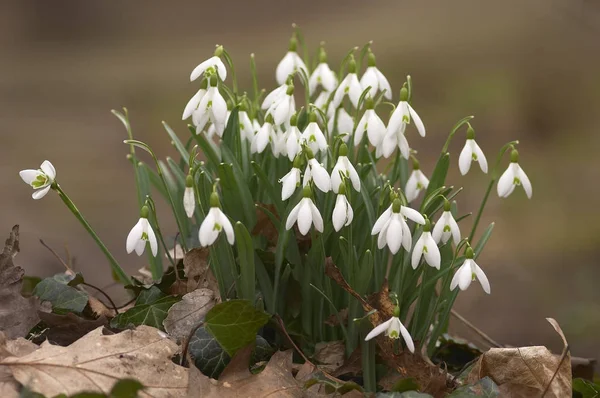 Fleurs Blanches Neige Printemps Flore — Photo