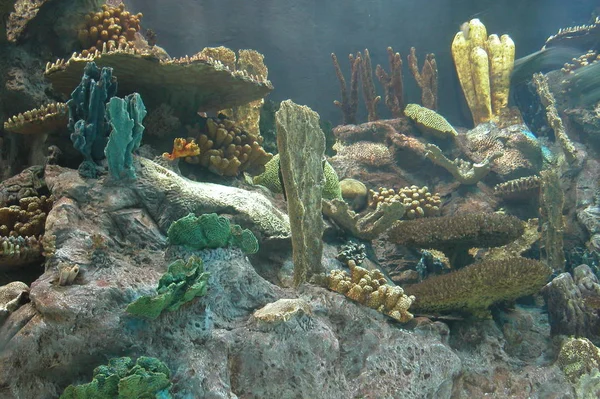 Barevný Korálový Útes Dně Tropické Moře — Stock fotografie