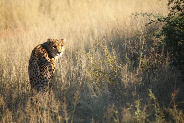 Spotted Cheetah Predator Big Cat — Stock Photo, Image