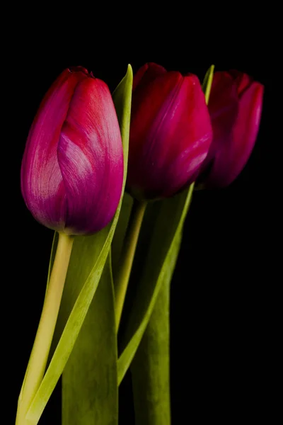 Flor Primavera Tulipanes Flores — Foto de Stock